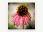 Drooping Coneflower, floral canvas wall art print, front view
