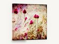 Magenta Allium Haze, magenta allium flowers textured floral, floral canvas wall art print ready to hang