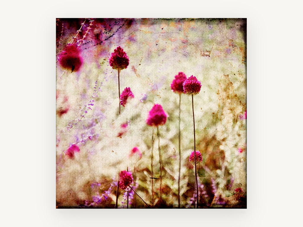 Magenta Allium Haze, floral canvas wall art print, front view