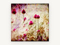 Magenta Allium Haze, floral canvas wall art print, front view