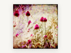 Magenta Allium Haze, floral canvas wall art print, front view