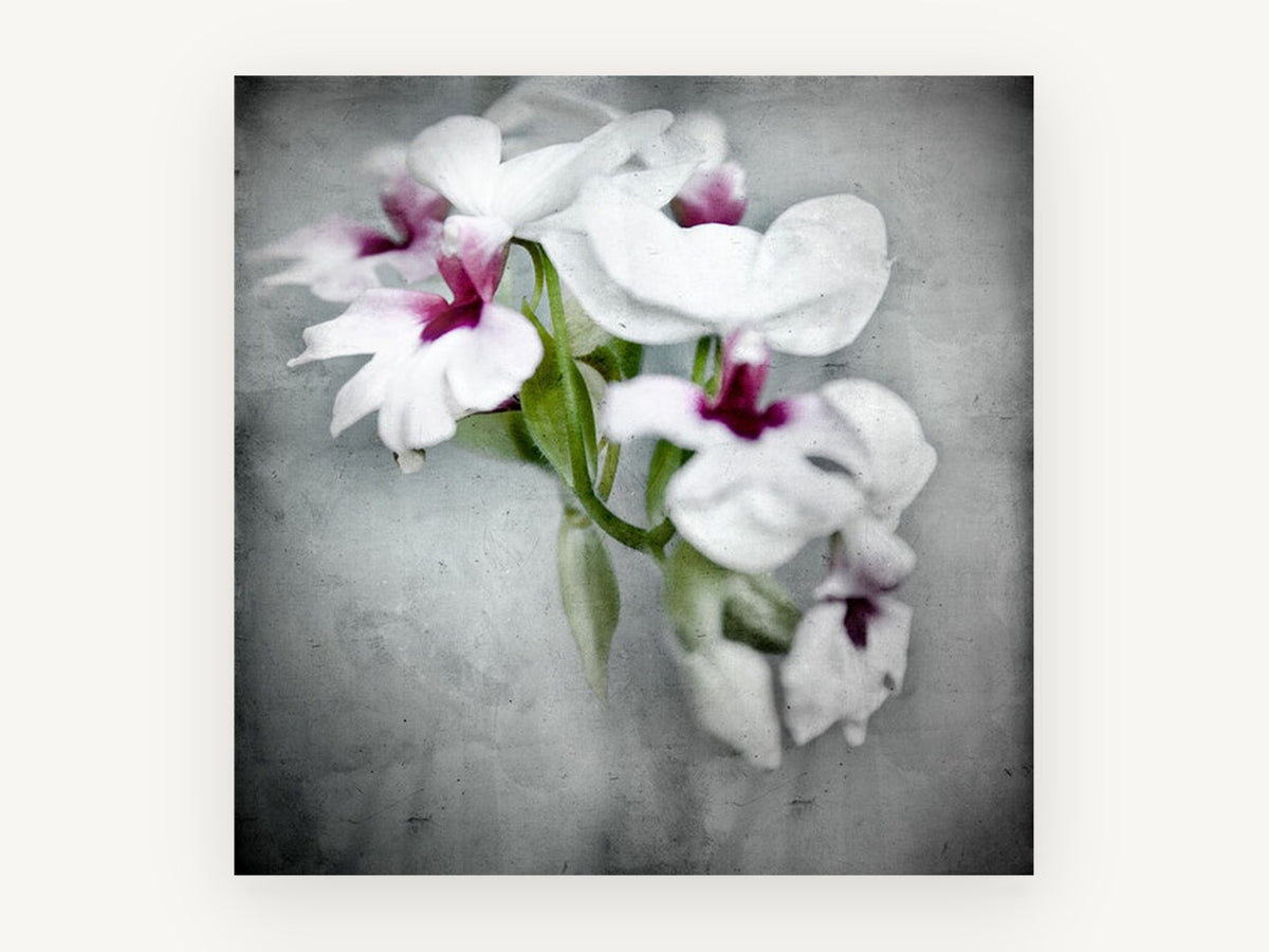 Soft Orchid Spray, floral canvas wall art print, front view