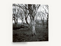 Lichen Woodland Hush, black and white bare tree photograph, landscape canvas wall art print ready to hang