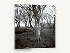 Lichen Woodland Hush, black and white bare tree photograph, landscape canvas wall art print ready to hang