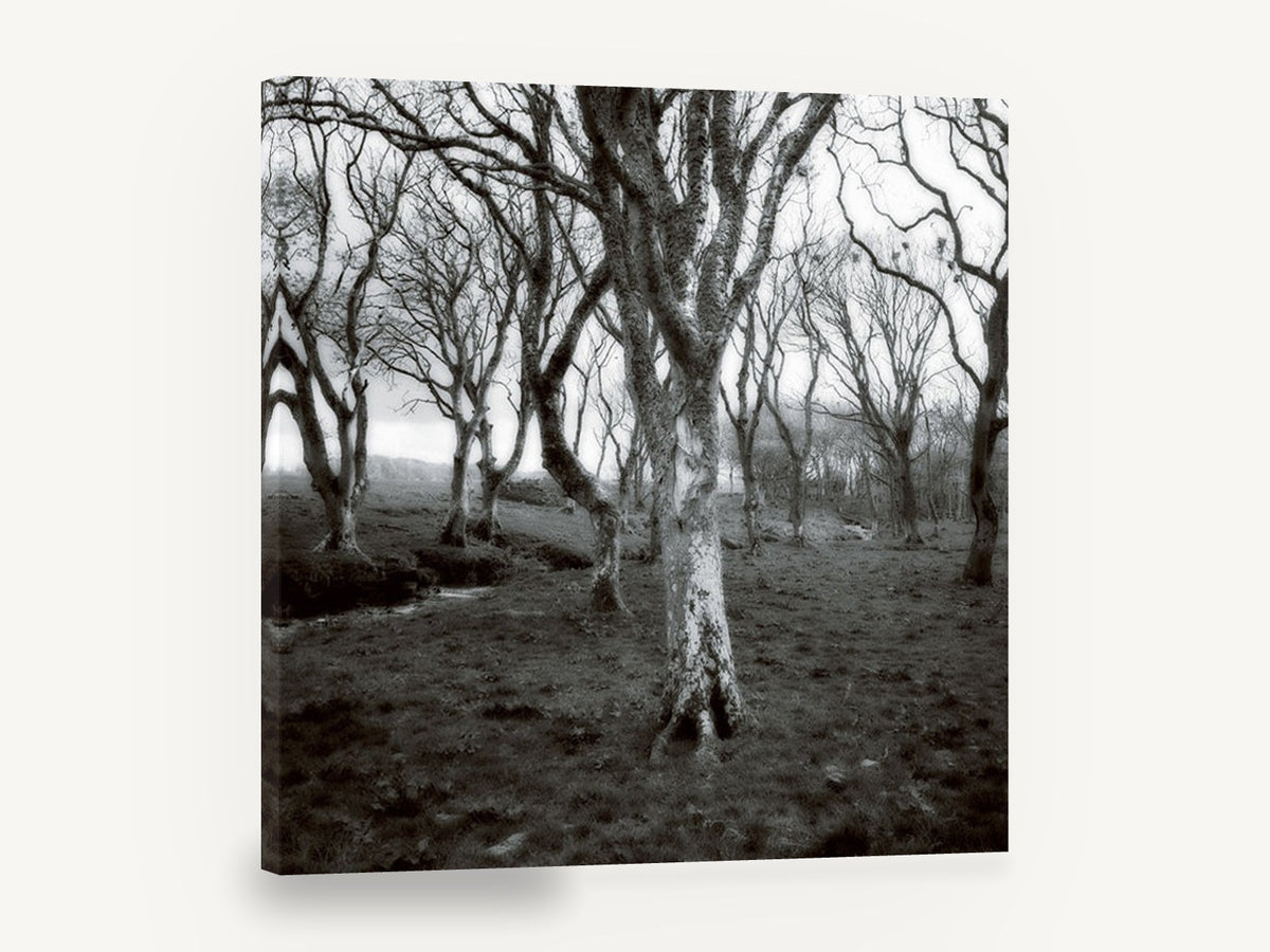 Lichen Woodland Hush, black and white bare tree photograph, landscape canvas wall art print ready to hang