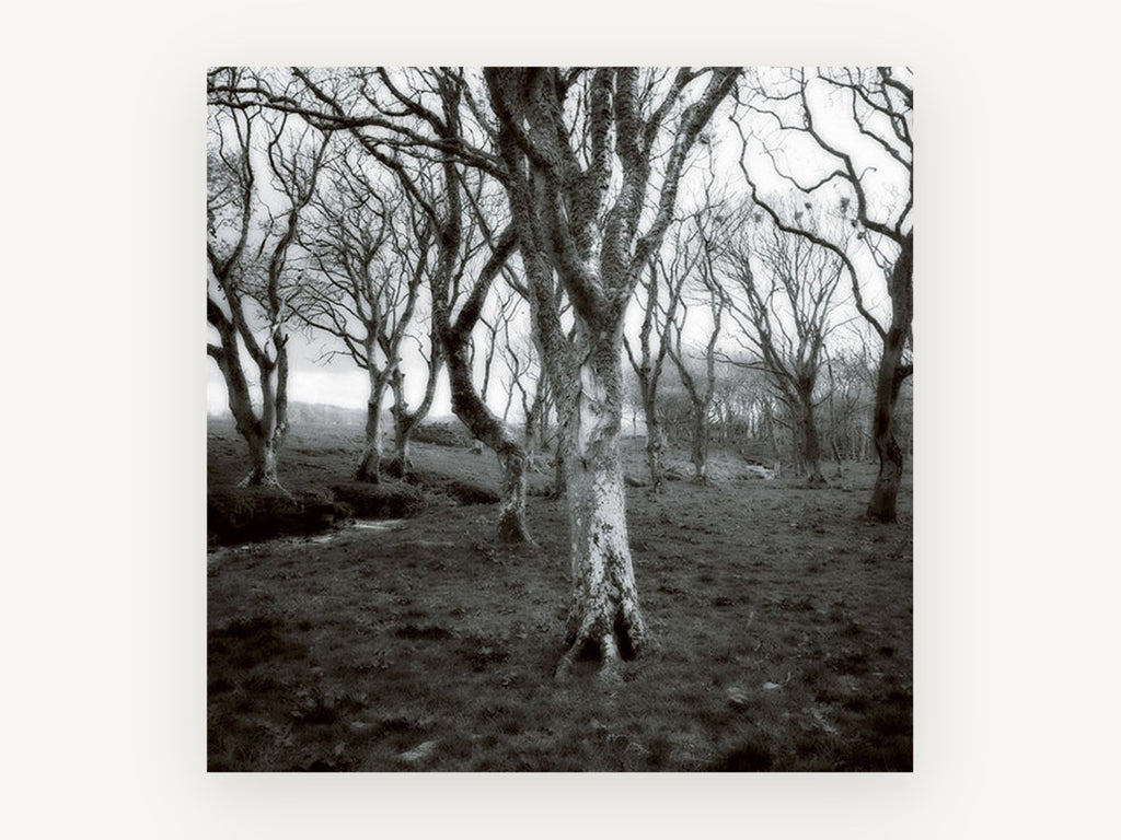 Lichen Woodland Hush, black and white bare tree photograph, landscape canvas wall art print, front view