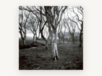 Lichen Woodland Hush, black and white bare tree photograph, landscape canvas wall art print, front view
