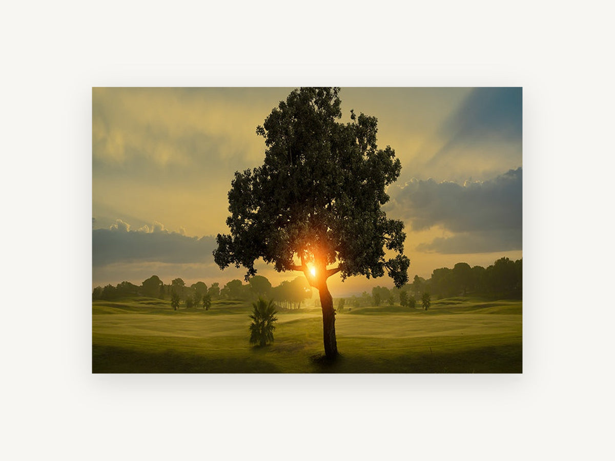Sunrise Through the Tree, lone tree sunrise fairway photograph, landscape canvas wall art print, front view