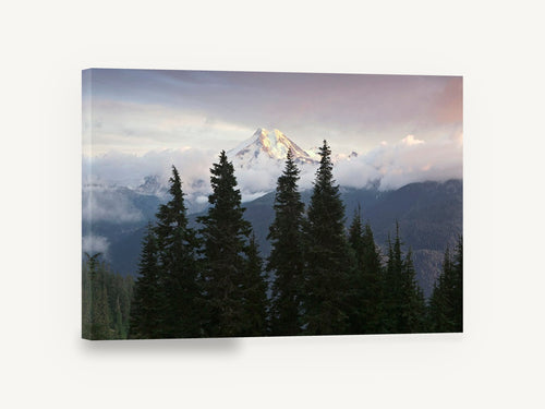 Alpine Glow Firs, snowy mountain peak evergreen photograph, landscape canvas wall art print ready to hang