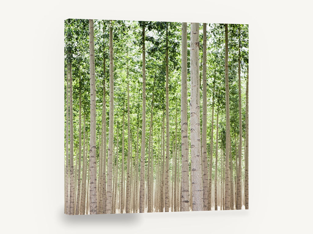 Poplar Grove Rows, tall poplar tree grove photograph, landscape canvas wall art print ready to hang
