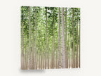 Poplar Grove Rows, tall poplar tree grove photograph, landscape canvas wall art print ready to hang