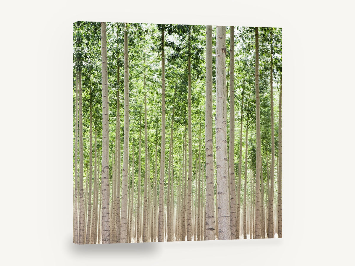 Poplar Grove Rows, tall poplar tree grove photograph, landscape canvas wall art print ready to hang