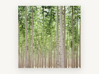 Poplar Grove Rows, tall poplar tree grove photograph, landscape canvas wall art print, front view