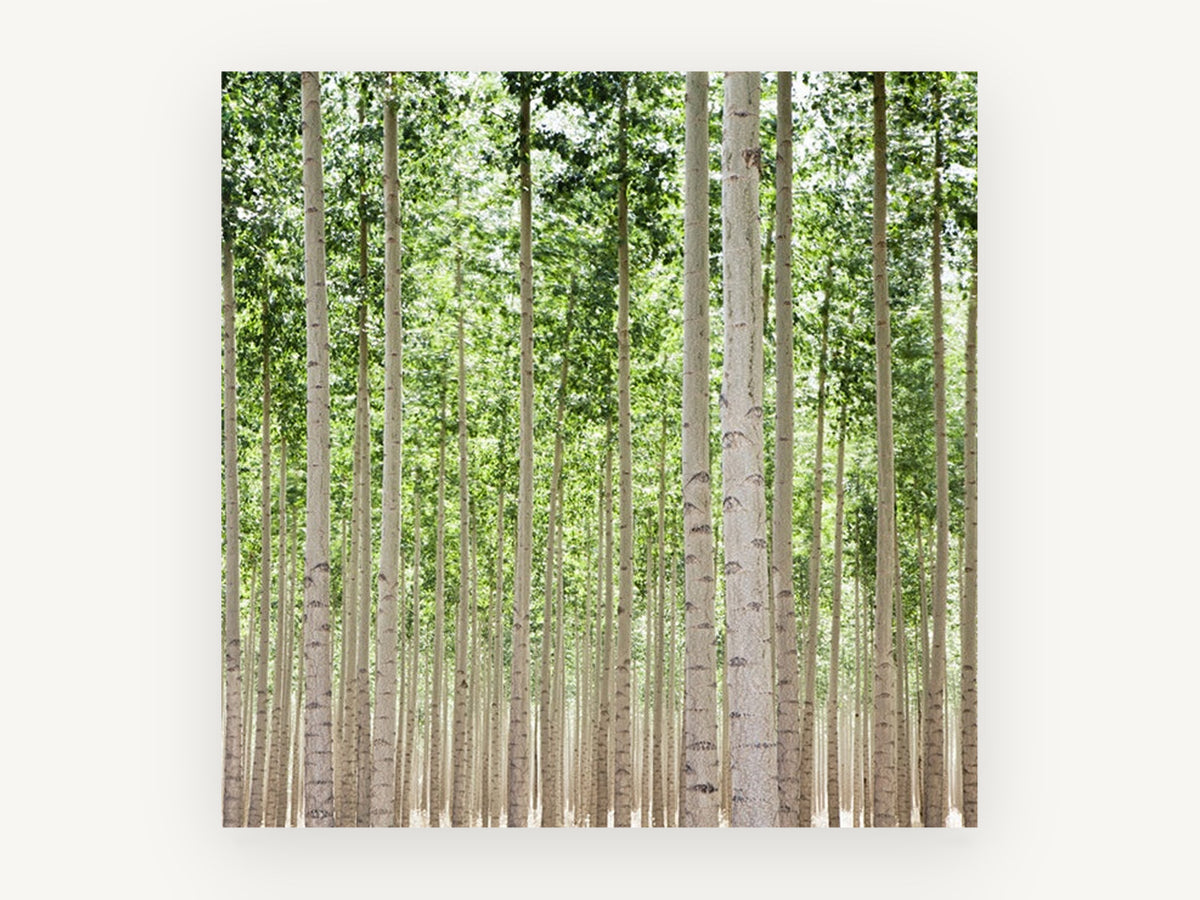 Poplar Grove Rows, tall poplar tree grove photograph, landscape canvas wall art print, front view