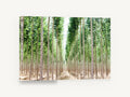 Poplar Avenue Light, tall poplar plantation tree photograph, landscape canvas wall art print ready to hang