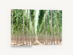 Poplar Avenue Light, tall poplar plantation tree photograph, landscape canvas wall art print ready to hang