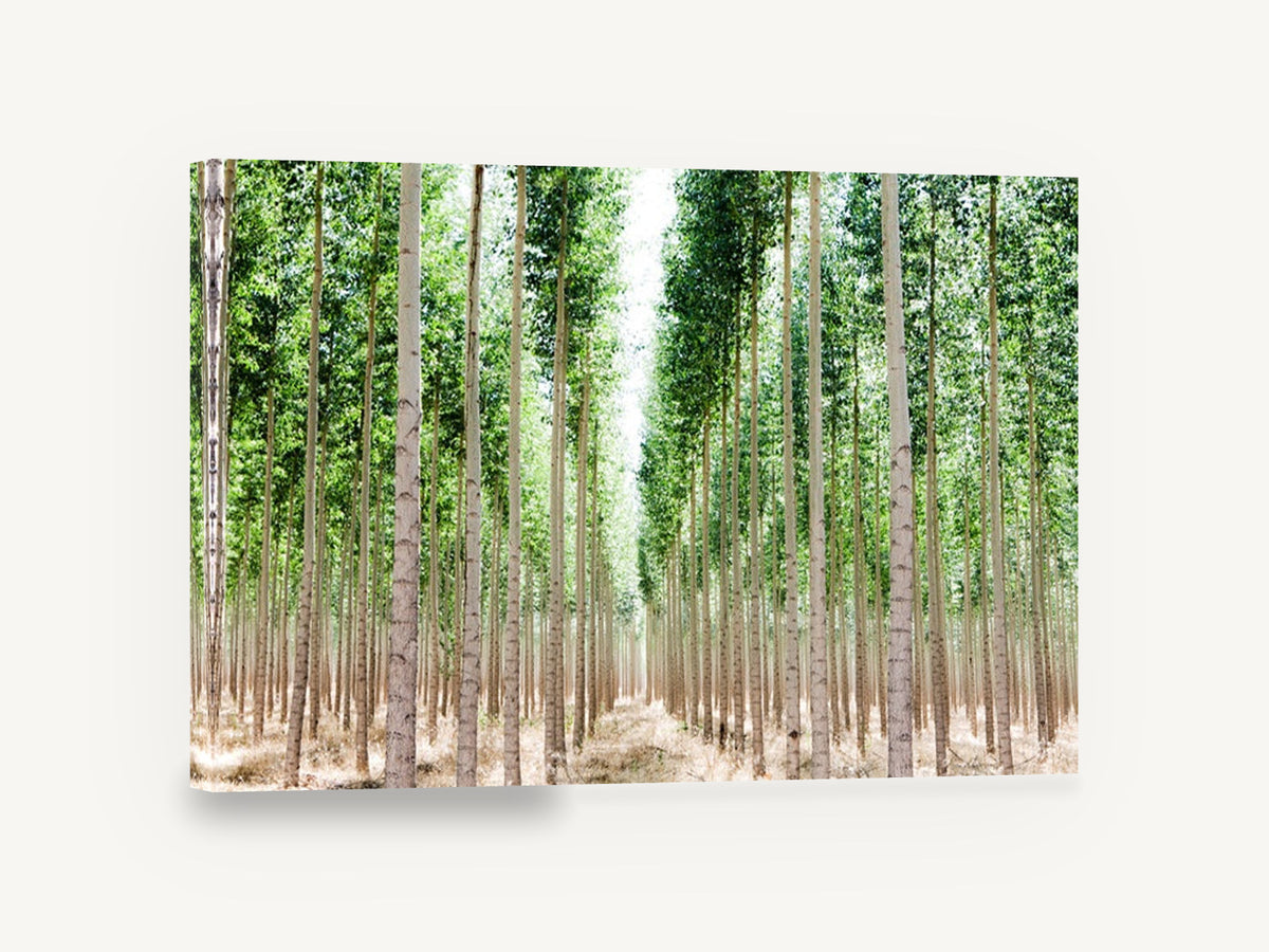 Poplar Avenue Light, tall poplar plantation tree photograph, landscape canvas wall art print ready to hang
