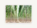 Poplar Avenue Light, tall poplar plantation tree photograph, landscape canvas wall art print, front view
