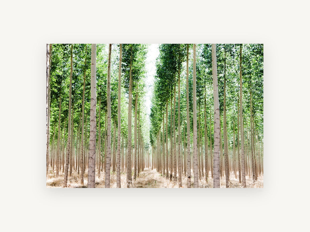 Poplar Avenue Light, tall poplar plantation tree photograph, landscape canvas wall art print, front view