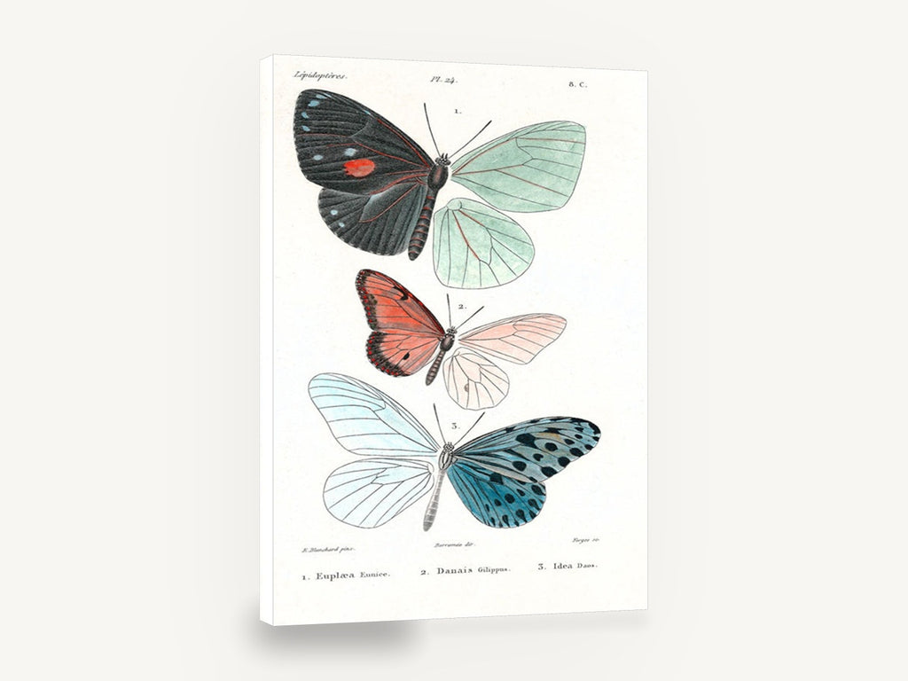Three Butterflies Plate, vintage butterfly natural history plate, stretched canvas wall art print ready to hang