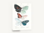 Three Butterflies Plate, vintage butterfly natural history plate, stretched canvas wall art print ready to hang