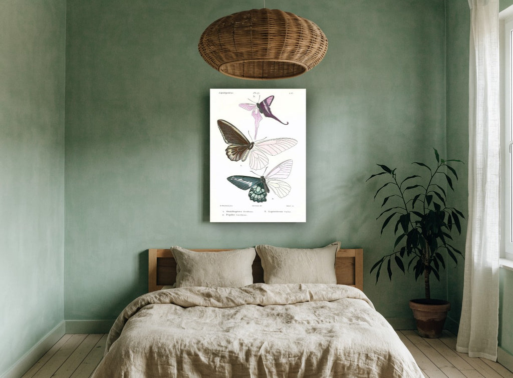 Three Half-Coloured Butterflies vintage canvas print on the wall of a bedroom