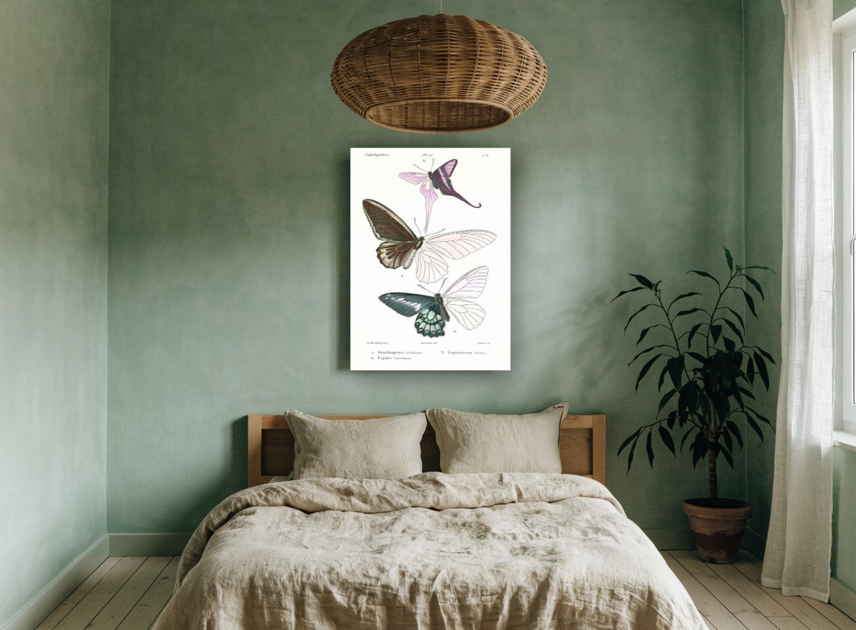 Three Half-Coloured Butterflies vintage canvas print on the wall of a bedroom