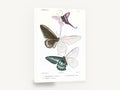 Three Half-Coloured Butterflies, vintage butterfly lepidoptera plate, stretched canvas wall art print ready to hang