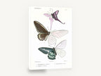 Three Half-Coloured Butterflies, vintage butterfly lepidoptera plate, stretched canvas wall art print ready to hang