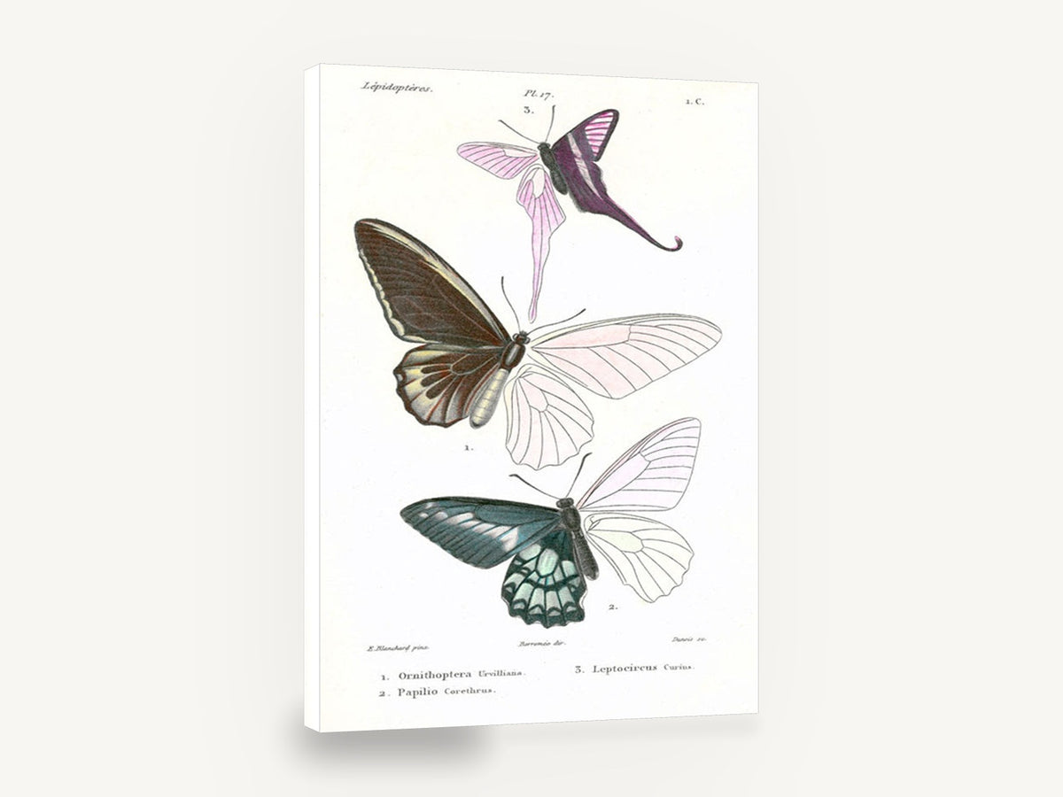 Three Half-Coloured Butterflies, vintage butterfly lepidoptera plate, stretched canvas wall art print ready to hang