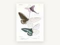 Three Half-Coloured Butterflies, vintage canvas wall art print, front view