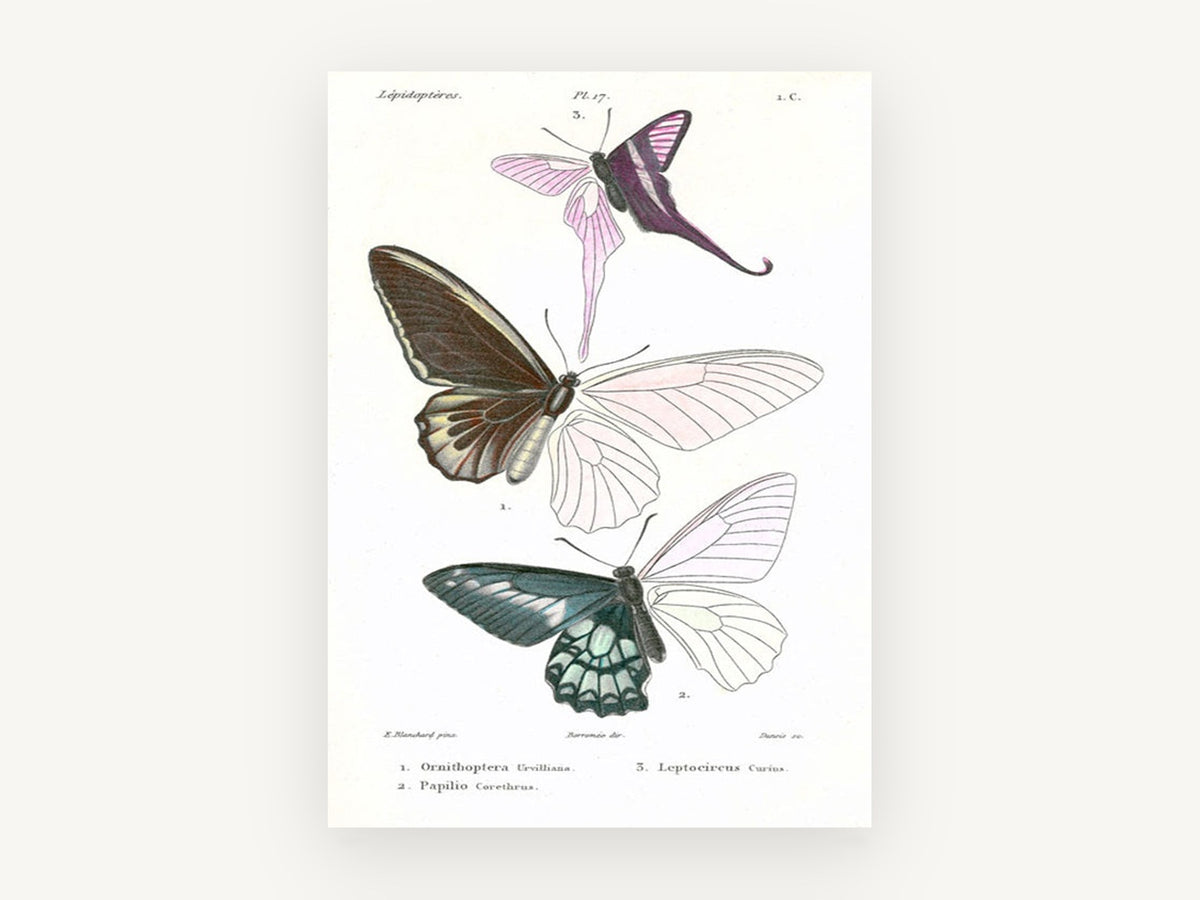 Three Half-Coloured Butterflies, vintage canvas wall art print, front view