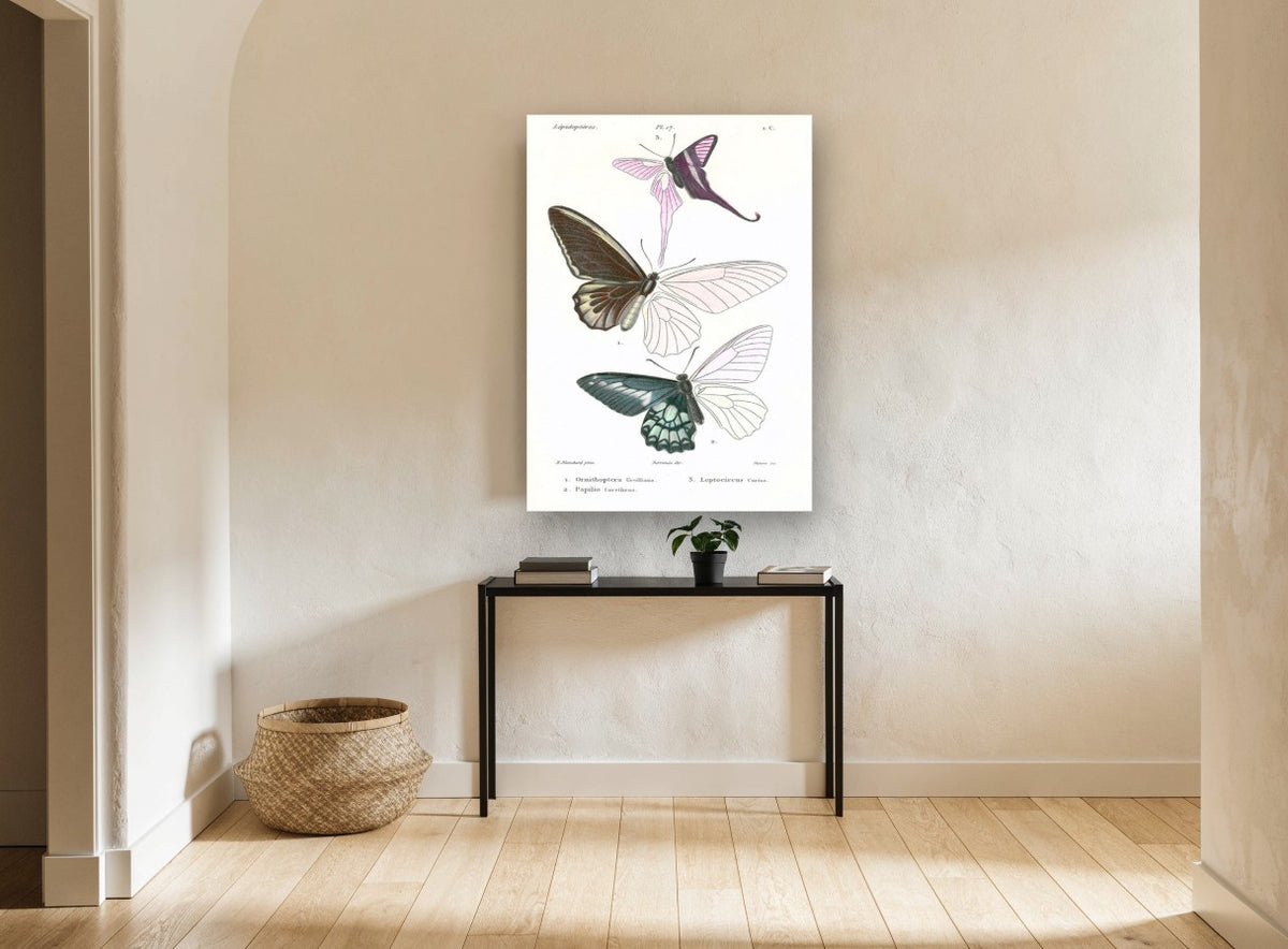 Three Half-Coloured Butterflies vintage canvas print on the wall of a hallway