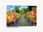 Autumn Vineyard Path, autumn vineyard rows photograph, landscape canvas wall art print ready to hang