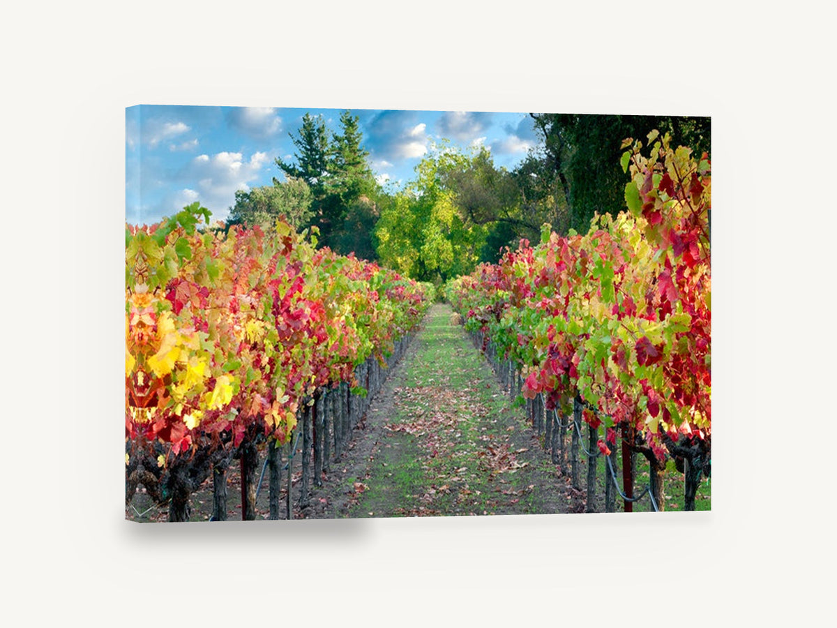 Autumn Vineyard Path, autumn vineyard rows photograph, landscape canvas wall art print ready to hang