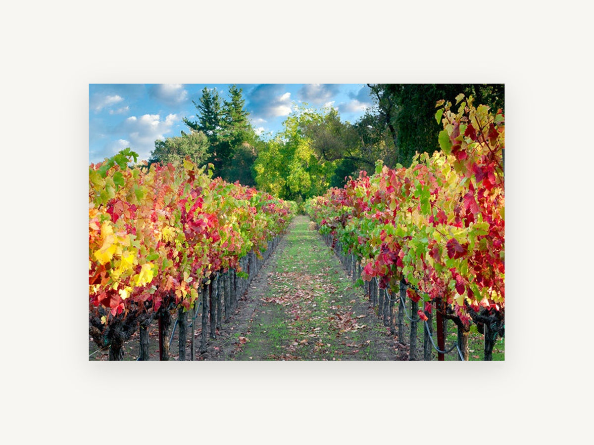 Autumn Vineyard Path, autumn vineyard rows photograph, landscape canvas wall art print, front view