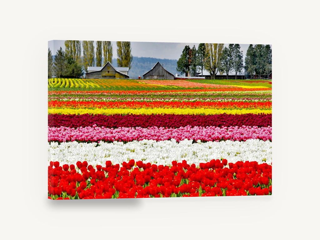 Striped Tulip Fields, colourful tulip field farm photograph, landscape canvas wall art print ready to hang