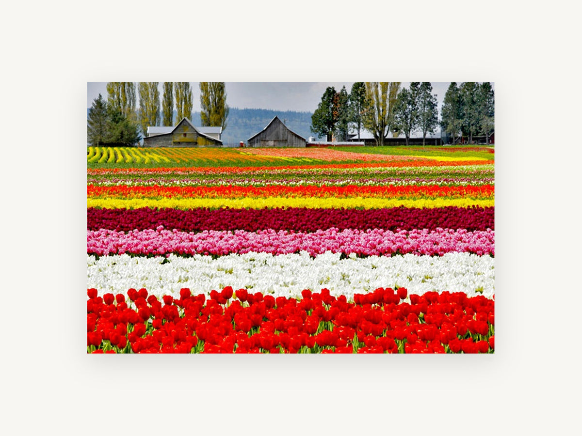 Striped Tulip Fields, colourful tulip field farm photograph, landscape canvas wall art print, front view