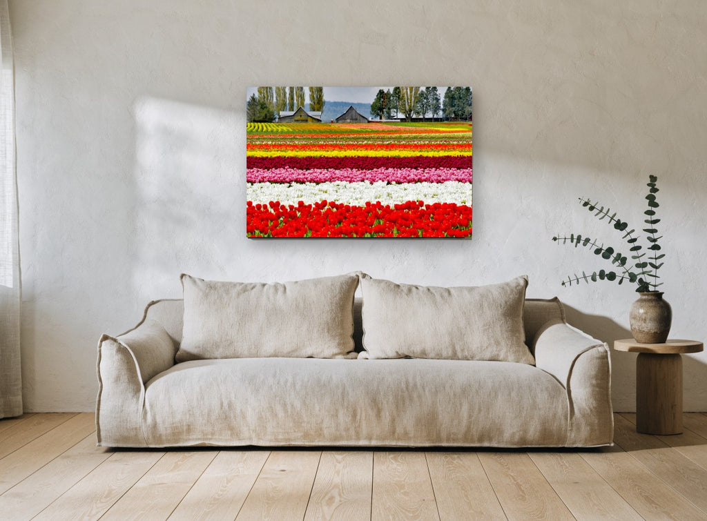 Striped Tulip Fields landscape canvas print on the wall of a living room