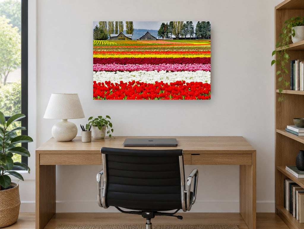 Striped Tulip Fields landscape canvas print on the wall of a study