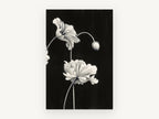Ruffled Poppies at Night, floral canvas wall art print, front view