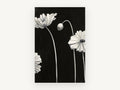 Pale Poppies at Night, floral canvas wall art print, front view