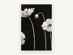 Pale Poppies at Night, floral canvas wall art print, front view