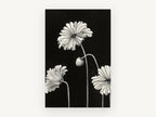 Ruffled Poppies at Night, floral canvas wall art print, front view