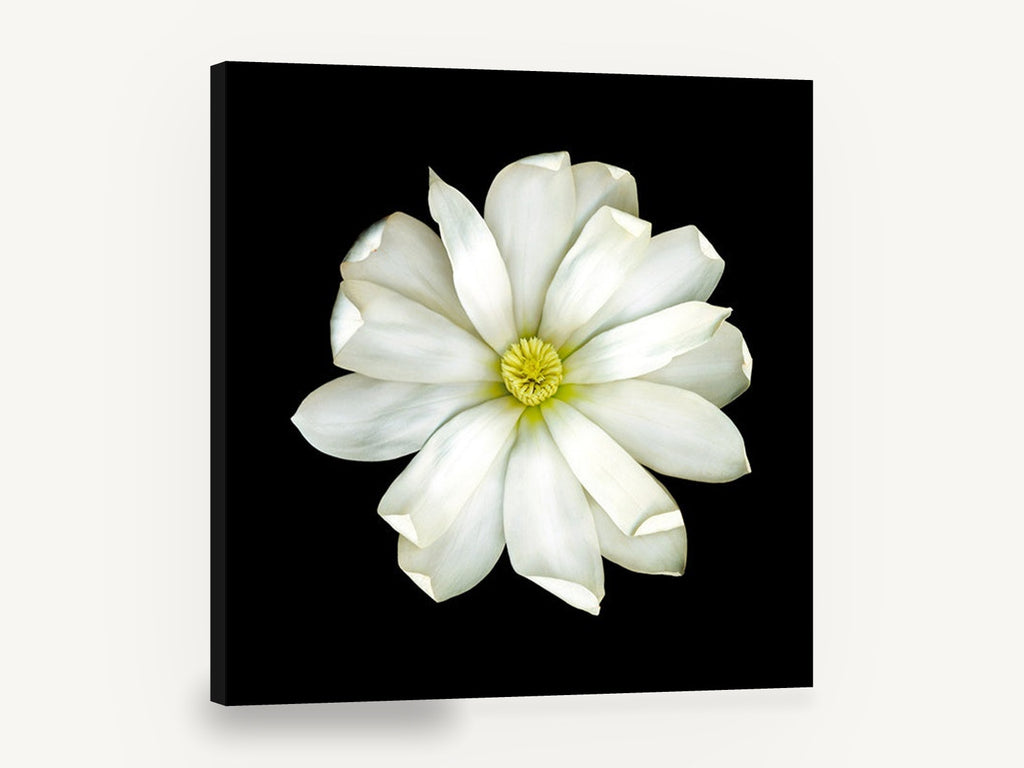White Magnolia on Black, white magnolia flower black background photograph, floral canvas wall art print ready to hang