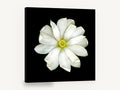 White Magnolia on Black, white magnolia flower black background photograph, floral canvas wall art print ready to hang