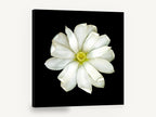 White Magnolia on Black, white magnolia flower black background photograph, floral canvas wall art print ready to hang