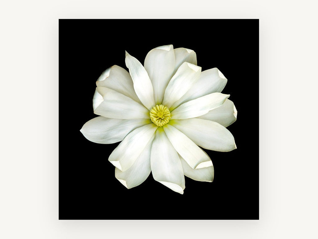 White Magnolia on Black, floral canvas wall art print, front view