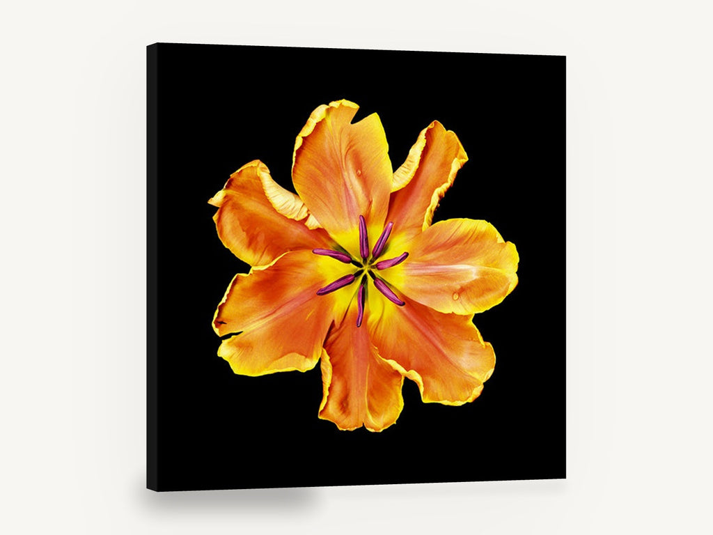 Apricot Tulip Burst, orange parrot tulip photograph black, floral canvas wall art print ready to hang