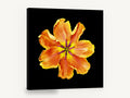 Apricot Tulip Burst, orange parrot tulip photograph black, floral canvas wall art print ready to hang